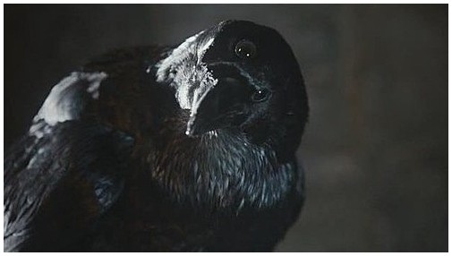 重视乌鸦们的警告